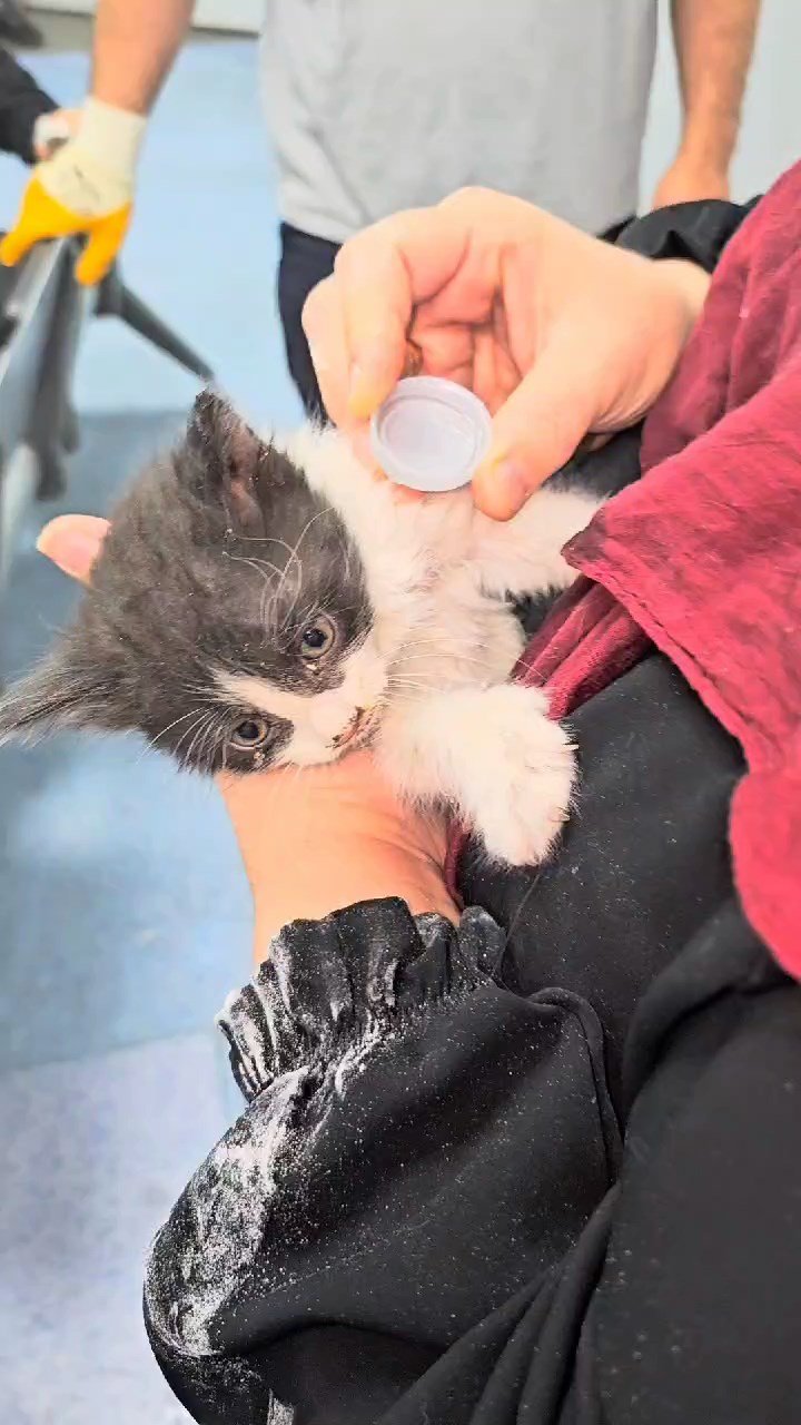 Hastanenin havalandırma boşluğuna düşen yavru kedi kurtarıldı