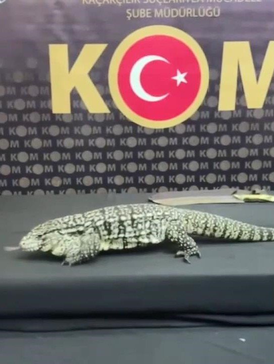 İstanbul'da hayvan kaçakçılığı operasyonu: 'Komodo ejderi, yavru timsah, parmak maymun, tarantula...'
