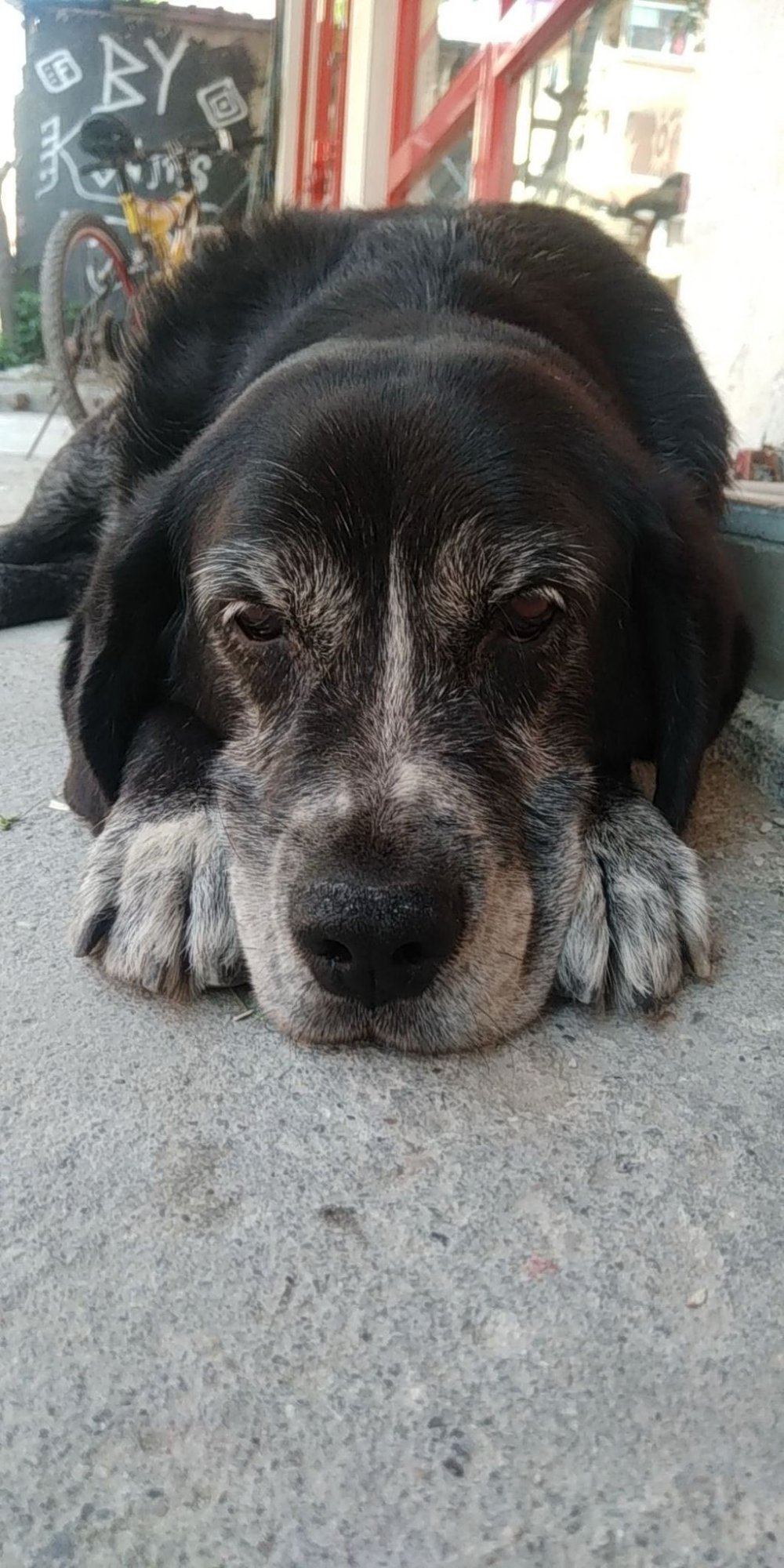 Ataşehir’de vahşet! Sokakta uyuyan köpeği ezip kaçtı