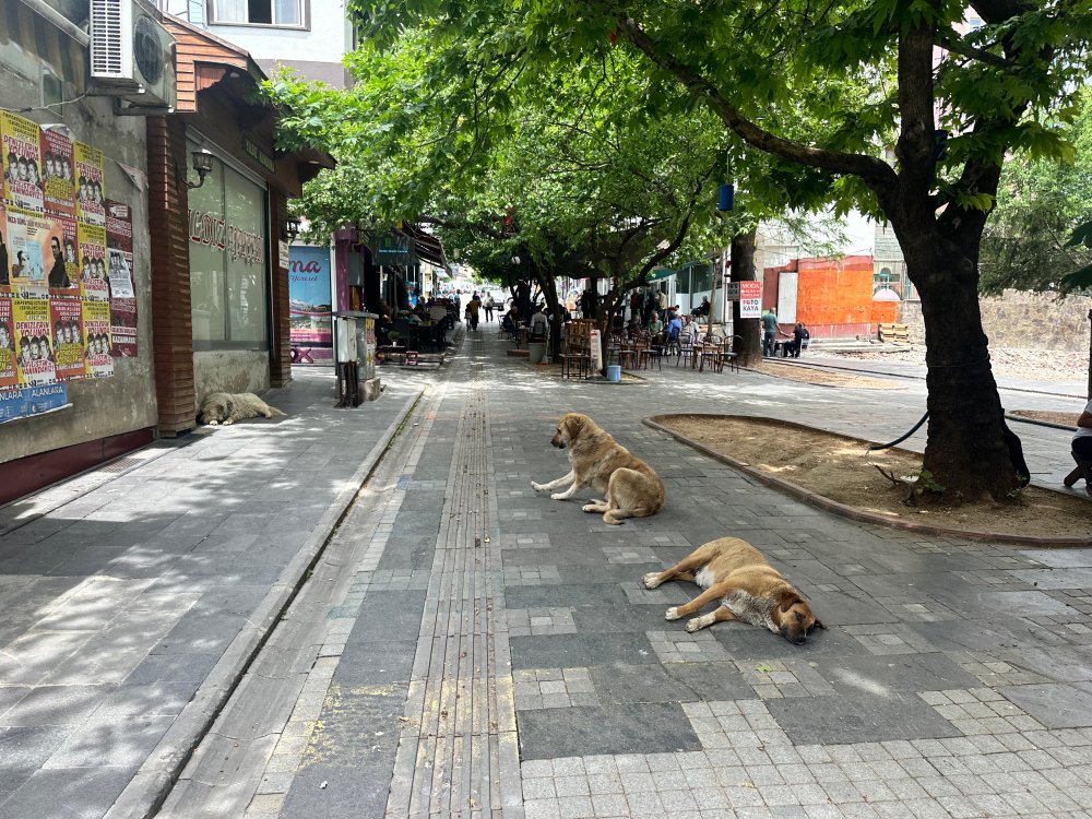 Tunceli’de hayvanseverler sokak hayvanlarının uyutulması teklifine karşı toplandı: 'Vahşetin parçası oldular'