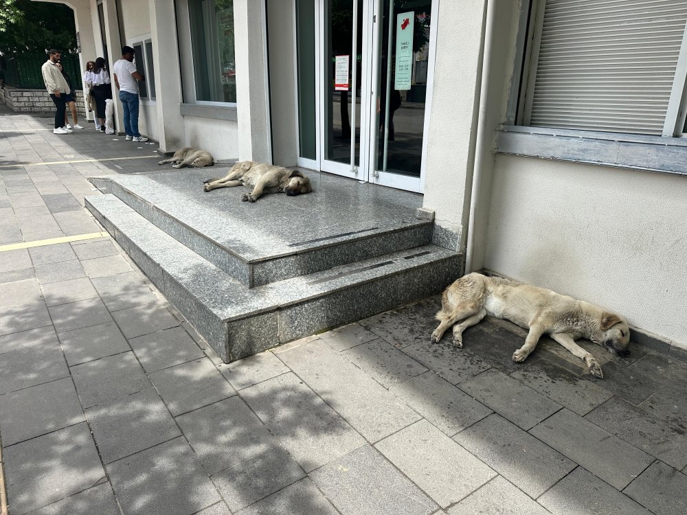 Tunceli’de hayvanseverler sokak hayvanlarının uyutulması teklifine karşı toplandı: 'Vahşetin parçası oldular'
