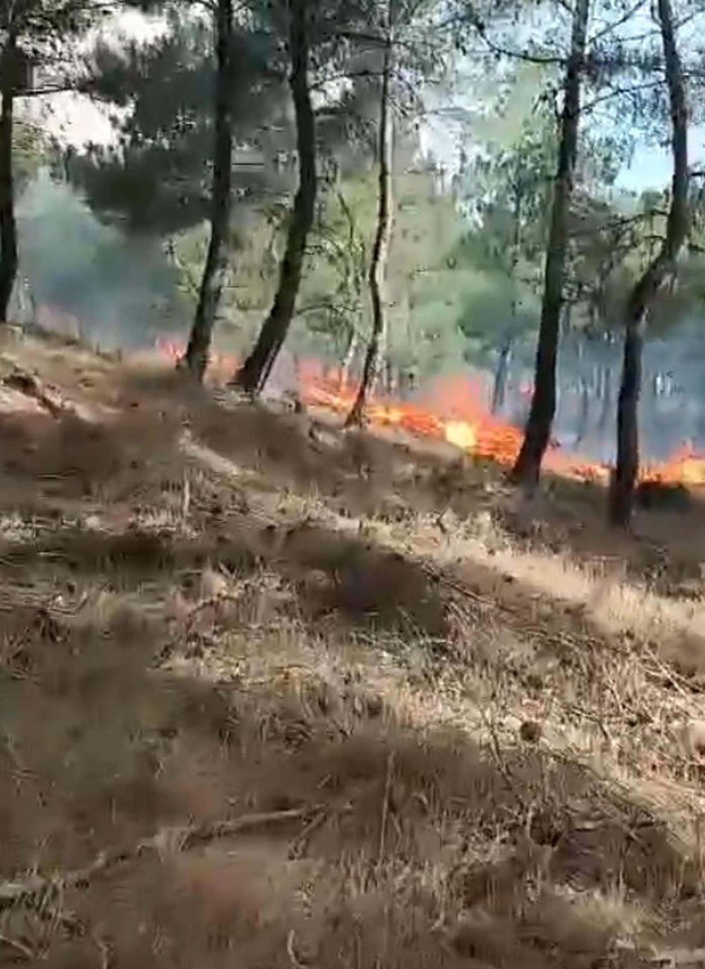 Çanakkale'deki orman yangınında 5 hektar alan zarar gördü