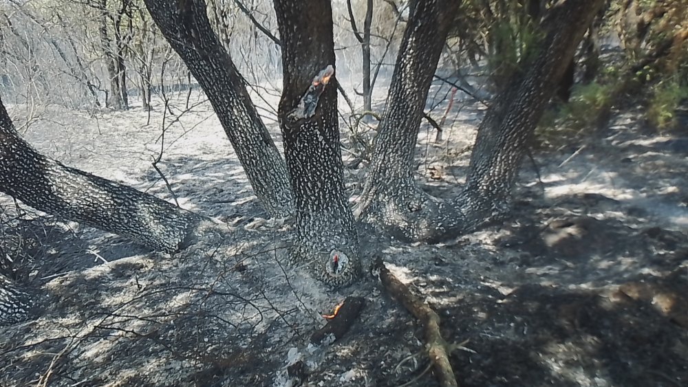 İstanbul'da orman yangını: Çok sayıda ekip sevk edildi