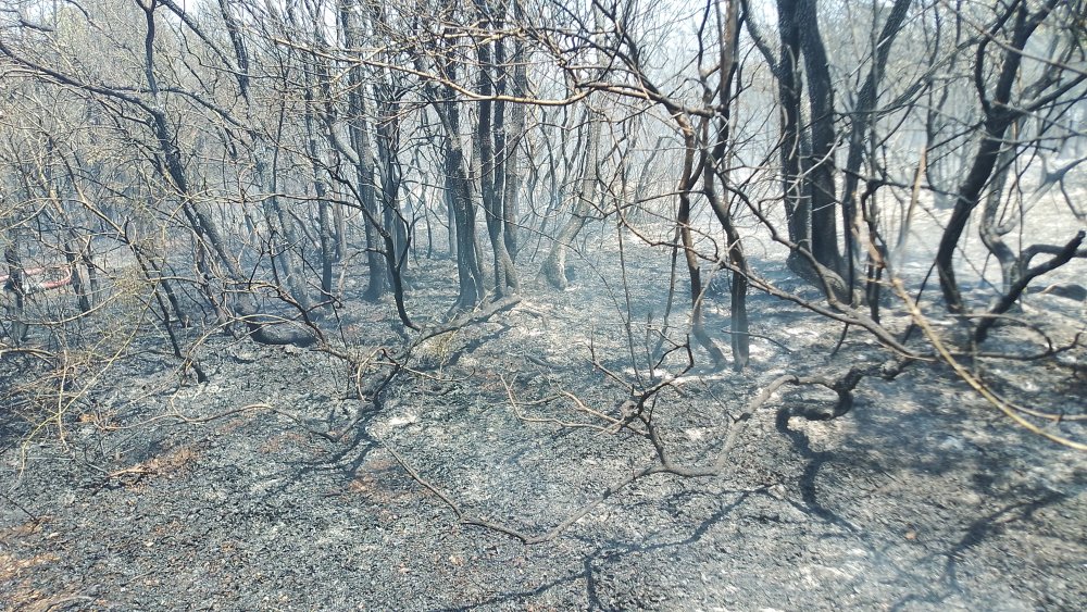 İstanbul'da orman yangını: Çok sayıda ekip sevk edildi