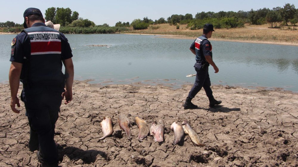 Edirne'de toplu balık ölümleriyle ilgili bakanlık inceleme başlattı