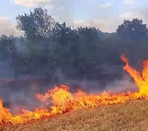 Edirne'de anız yangını, ormana sıçradı!