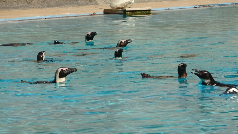 Hayvanat bahçesinde penguenlere yaz uygulaması