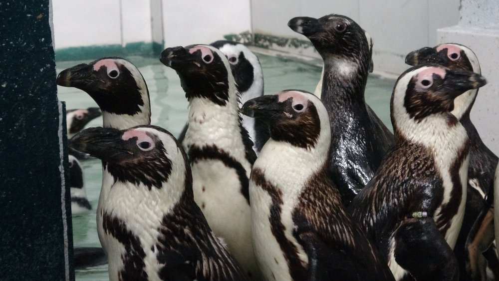 Hayvanat bahçesinde penguenlere yaz uygulaması