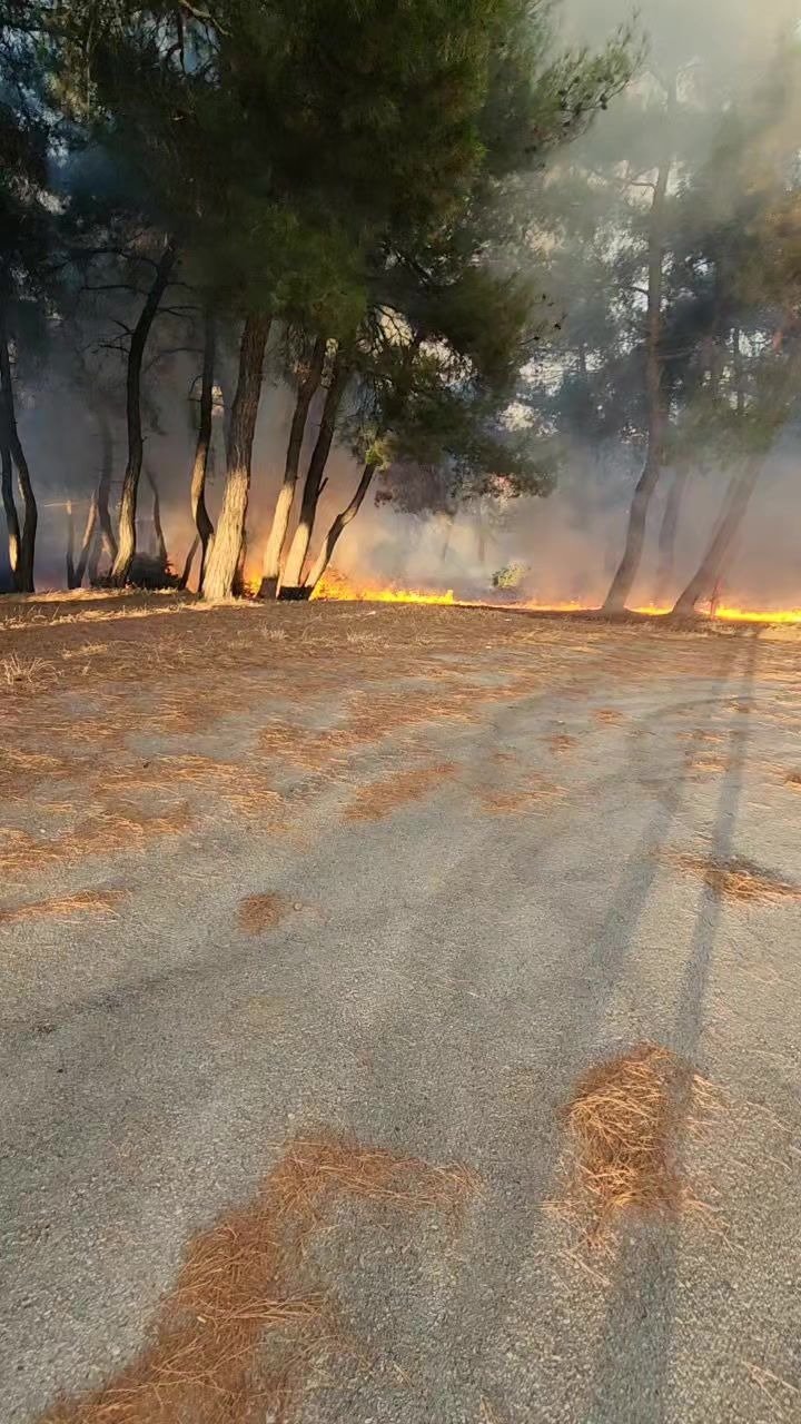 Bursa'da piknik alanında yangın