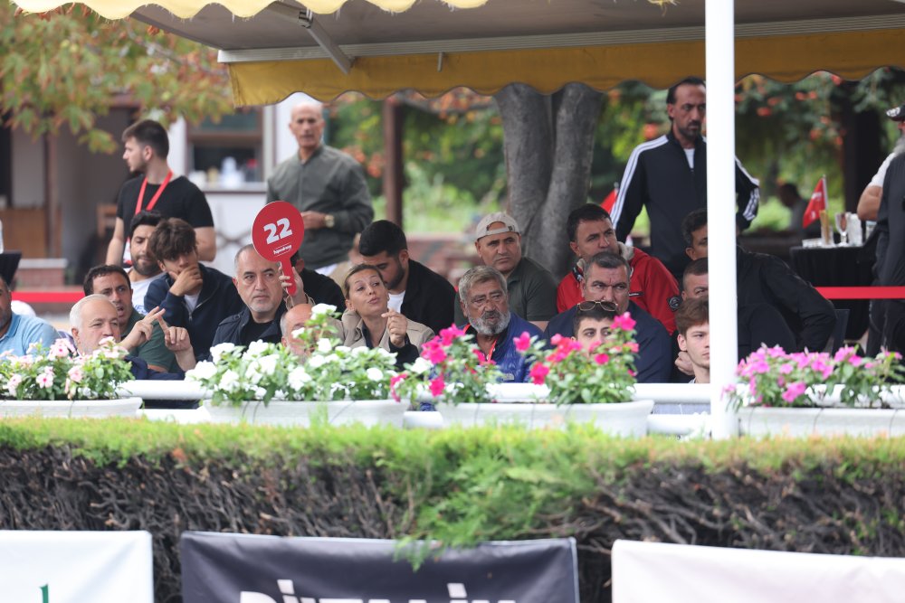 Safkan İngiliz taylar İstanbul'da düzenlenen etkinlikte yeni sahiplerini buldu