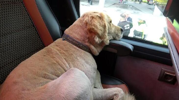 Polis Denetimi Sırasında Otobüse Giren Köpek, Yarım Sonra Çıkarılabildi